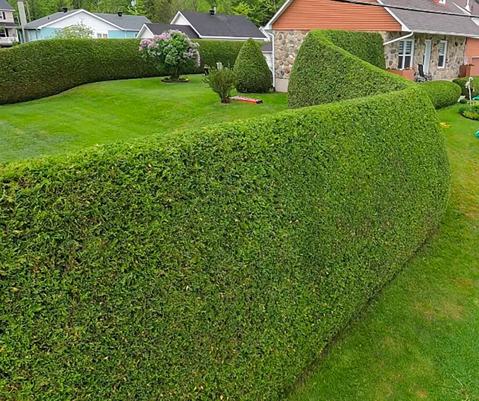 Taillage de haies de cèdres