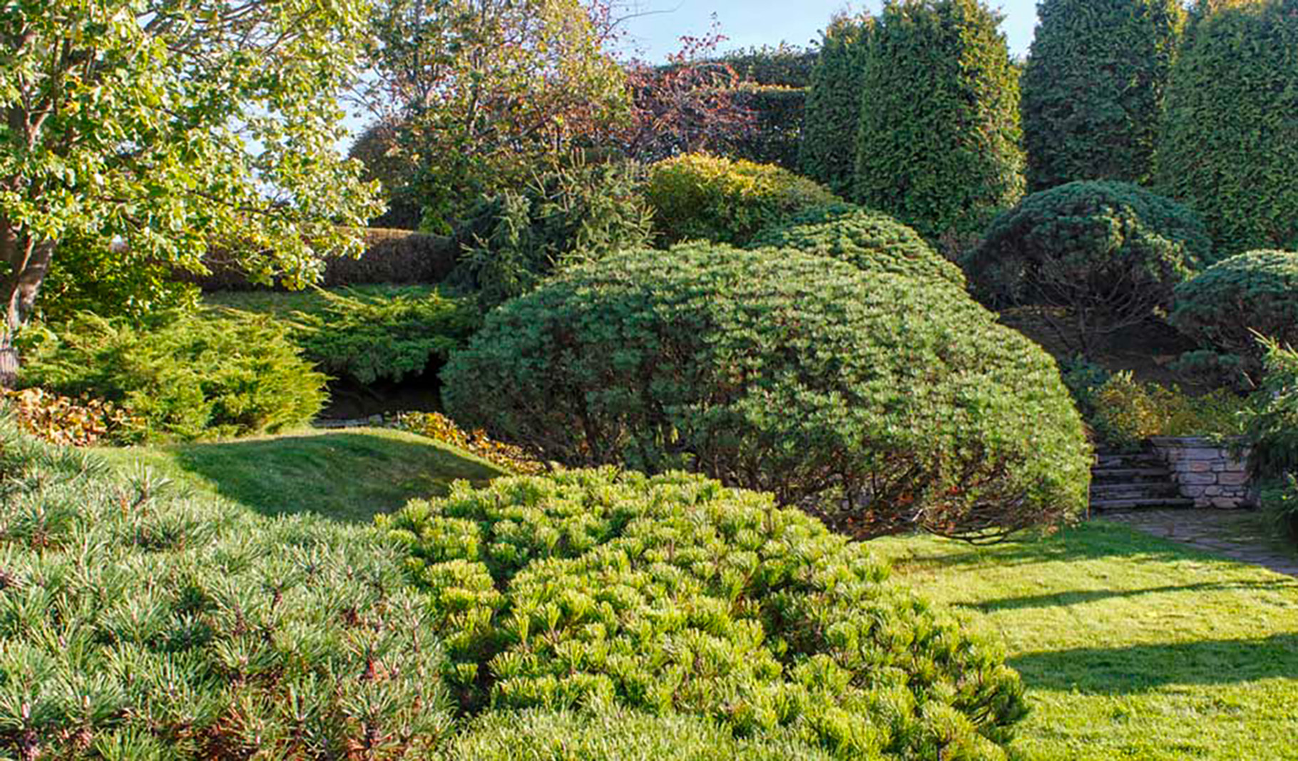 Arbustes ornementaux taillés