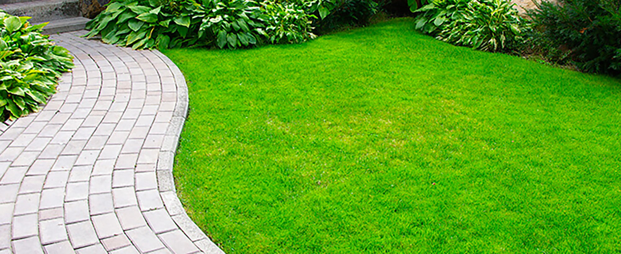 Tonte de pelouse professionnelle