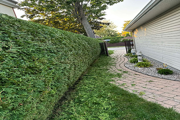 Haie de cèdres taillée - Rosemère